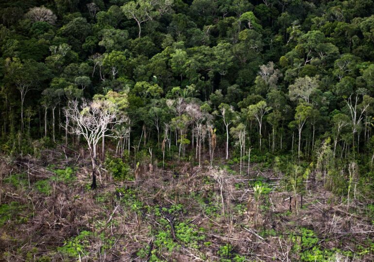 PT e Rede vão ao TCU contra empréstimos do BNDES para fazendeiros que desmatam a Amazônia