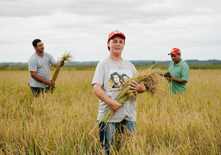 MST confirma maior colheita de arroz orgânico do país