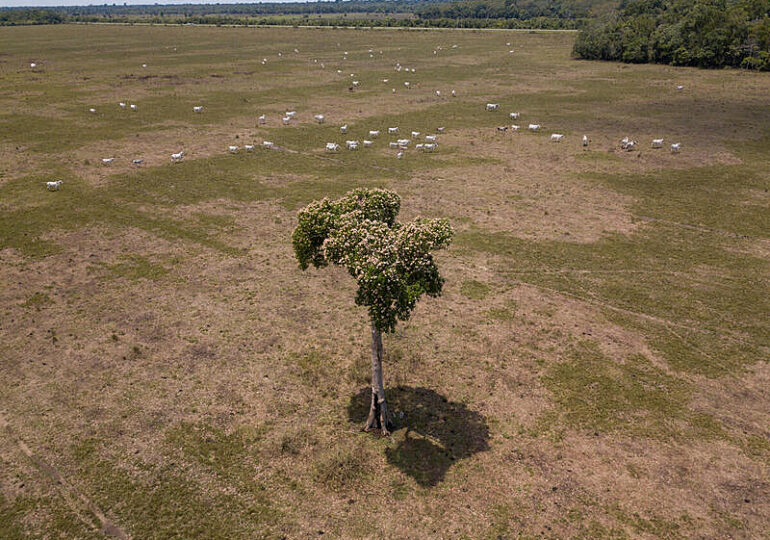 DENÚNCIA: Mais da metade do desmatamento da Amazônia ocorreu em terras públicas