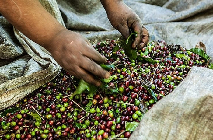 Denúncia: Multinacionais do café mantêm negócios com fazendas acusadas de trabalho escravo