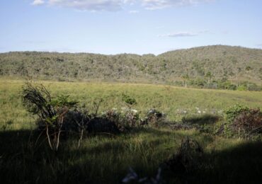 Campeãs em desmatamento, terras privadas têm 62% do Cerrado nativo