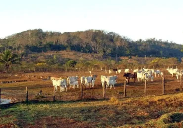 Pecuária é principal atividade responsável pela derrubada de vegetação na América do Sul