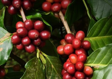 Com sua maior concentração em áreas irrigadas, cresce cultivo de café arábica em Goiás